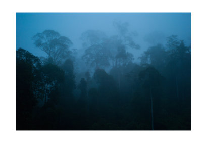 Dawn in the rainforest
