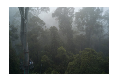 Dawn in the rainforest, + canopy walkway