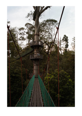 Canopy walkway in the rainforest