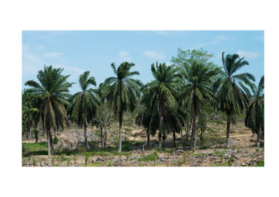 Harvesting palm oil, Sabah