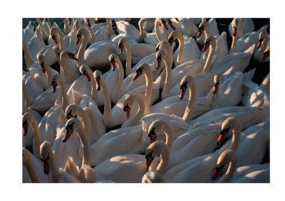 Swans, Windsor