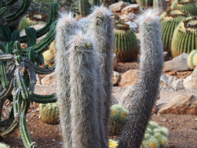 Mallorca - flowers, cactuses and other plants