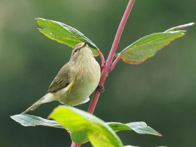 Birds - outside my window