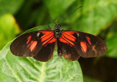 Butterfly Garden Alaris, Buchholz, Germany