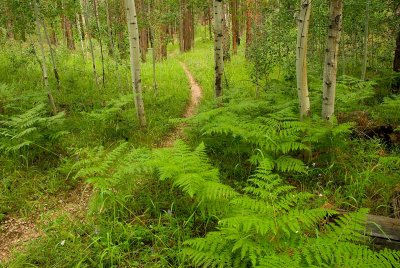 Widforss Trail Through the Ferns
