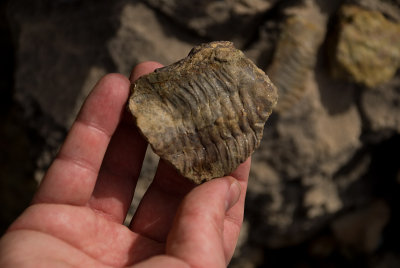 Trilobite Fossil found on the Tonto Trail