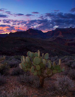 Tonto Trail Cactus