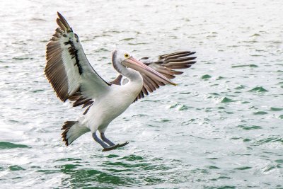 pelican 2.jpg