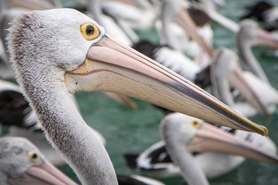 pelican 3.jpg