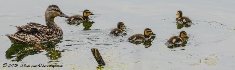 Famille Colvert
