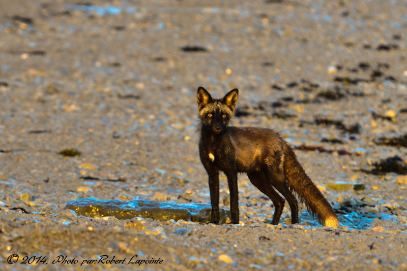 Renard noir
