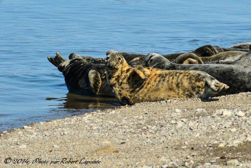 Groupe de Loups-marins