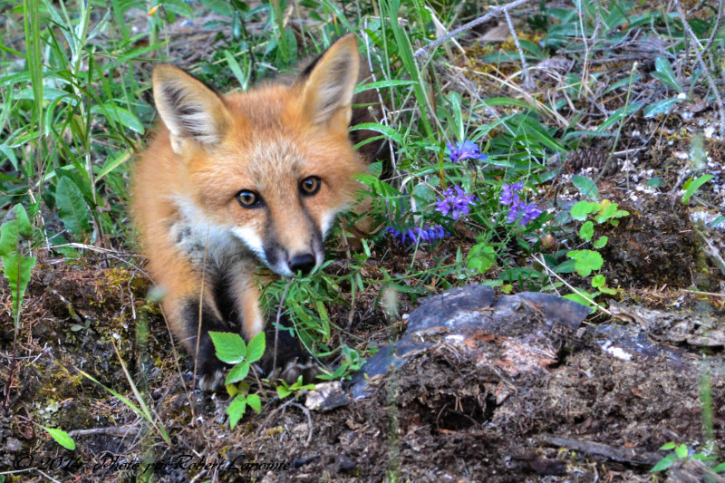 Renard roux