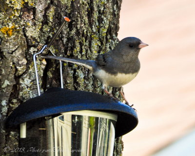 DSC_0103.JPG