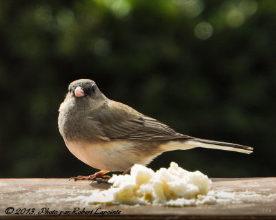 DSC_0252.JPG