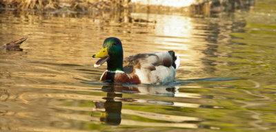 Colvert