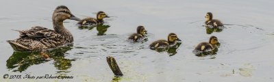 Famille Colvert