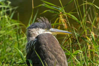 DSC_4889.jpg