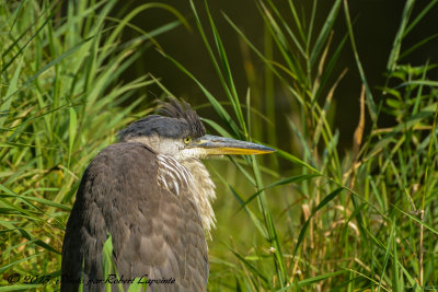 DSC_4923.jpg