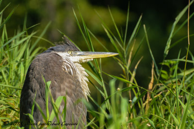 DSC_4927.jpg