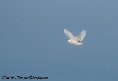 DSC_8187.jpg