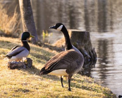 Colvert et Outarde