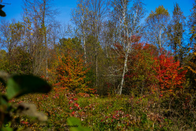 DSC_5982.jpg