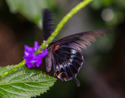Butterfly-23.jpg