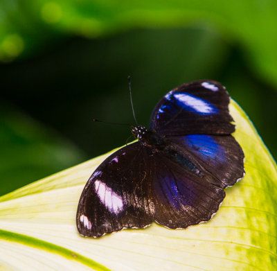Butterfly-36.jpg