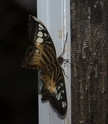 Butterfly-39.jpg