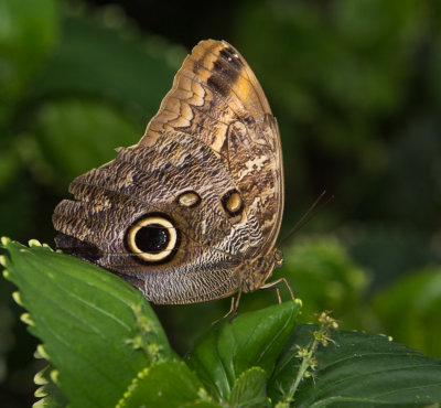 Butterfly-42.jpg