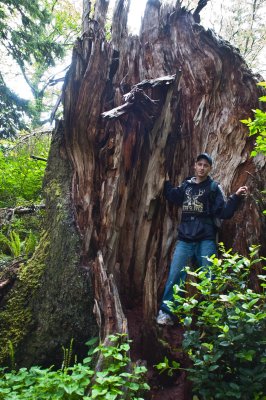 a lightning-struck tree on trail to Cape Lookout