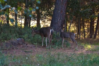 they were a bit shy to join us inside for dinner