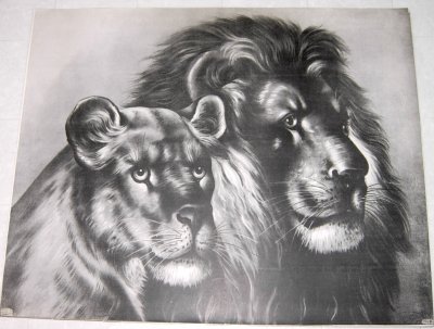 No 3 Lions 