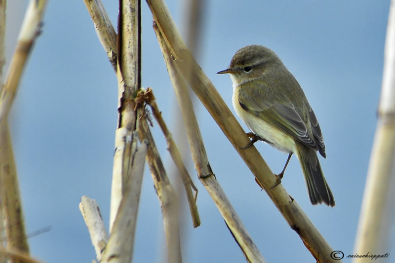 Common chiffchaff-Lui piccolo 