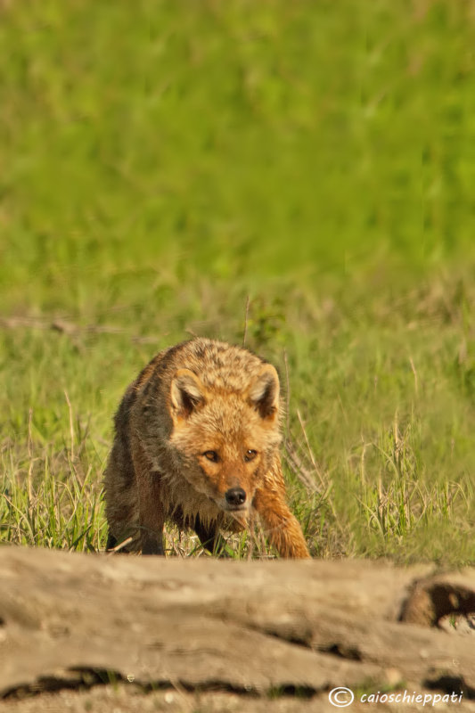 Golden jackal