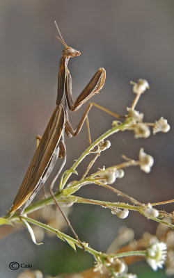 mantis religiosa