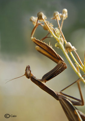 mantis religiosa