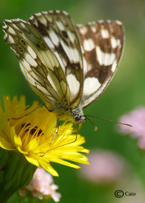 melanargia galathea