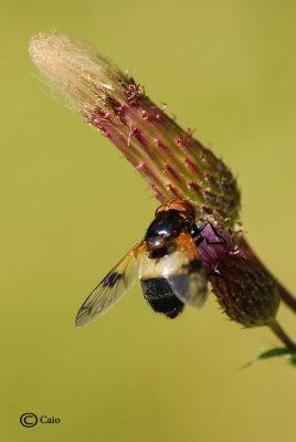 Volucella pellucens