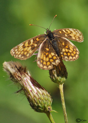 Melitaea athalia 