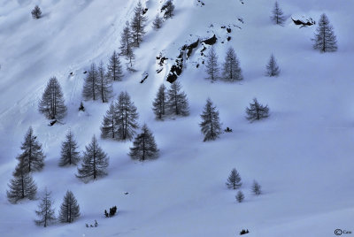 Larici nel bianco. 