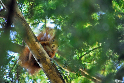 Red squirrel 