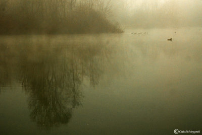 Nebbia al laghetto