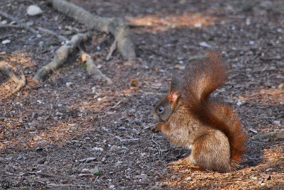 Red squirrel 