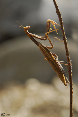 mantis religiosa