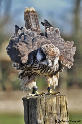Falco lanario-Falco biarmicus 