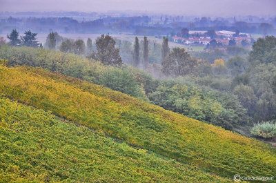 Vigneti a San Colombano al Lambro