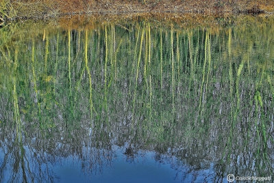 Spring reflection in the lake