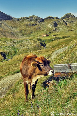 In Val Viola 